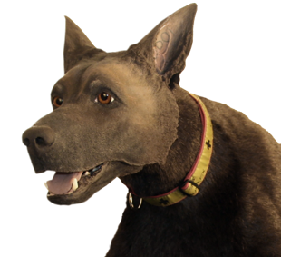 TacMed K9 Diesel | Head TacMed Simulation K9 Diesel