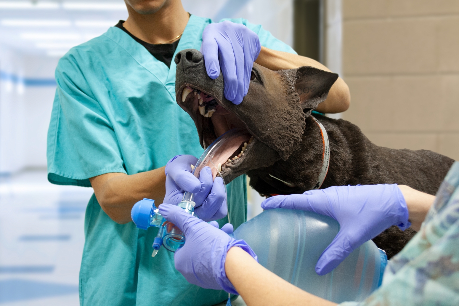 TacMed K9 Diesel | Intubation Advanced K9 Medical Trainer