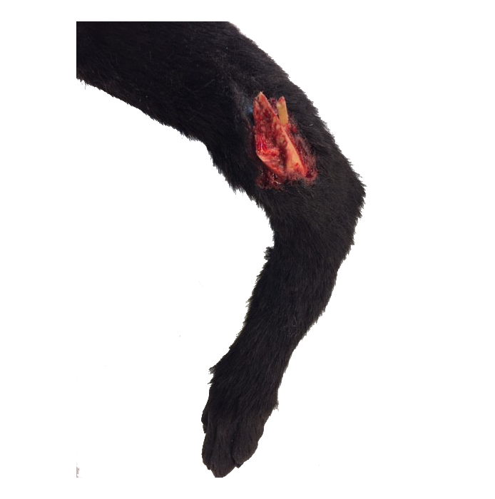 TacMed K9 Diesel | Compound Fracture Advanced K9 Medical Simulator