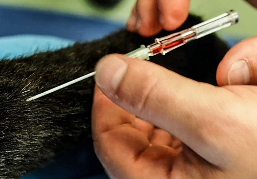 TacMed Simulation K9 Diesel TacMed Simulation Canine Simulator