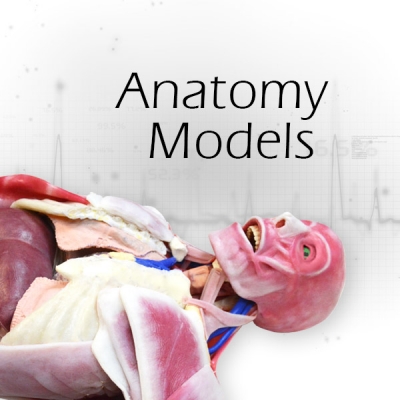 SynDaver Anatomy Models