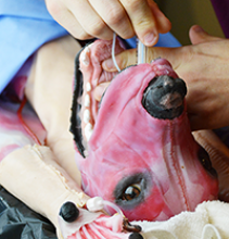 SynDaver dog model for veterinary simulations