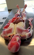 Syndaver could help with driverless car safety